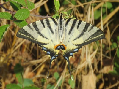 Scarce Swallowtail    Kos 30 June