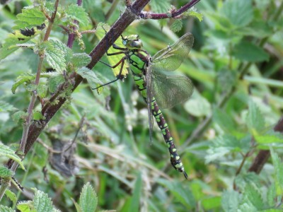 ♂ Southern Hawker 1st Sept