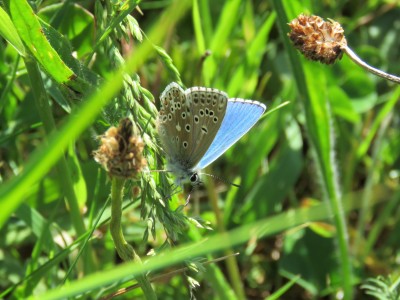 Adonis Blue 30th May