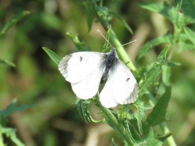 Female Orange-tip 25th April