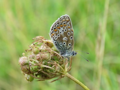 ♀  Common Blue 23rd Aug