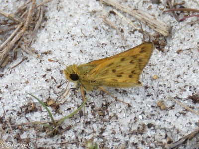 Fiery Skipper