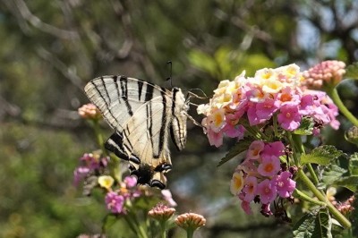 Scarce Swallowtail