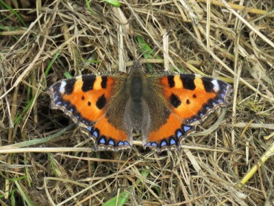 Small Tortoiseshell 6th July