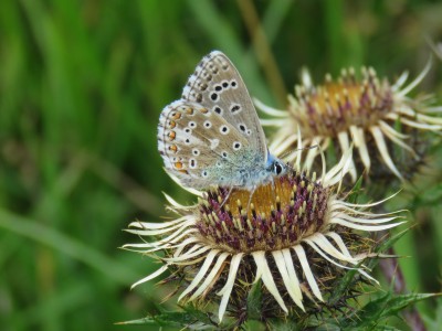 Adonis Blue 18th August