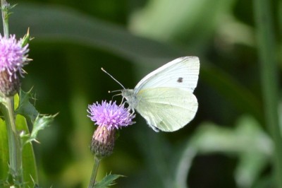 ♂ Small White 29th Sept