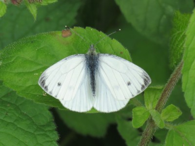 ♂ Green-veined White 6th July