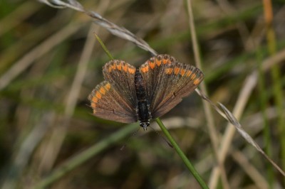 ♀ Brown Argus 22nd Sept