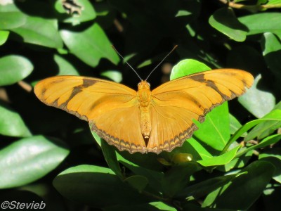 Julia Heliconion (Female)