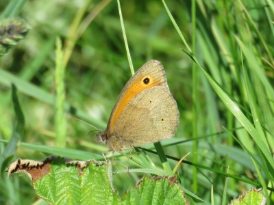 Meadow Brown 30th May