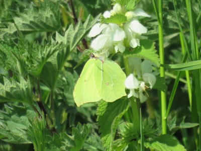 Male Brimstone 22 April