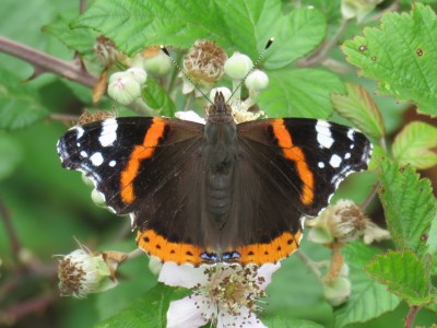 Red Admiral 14th July