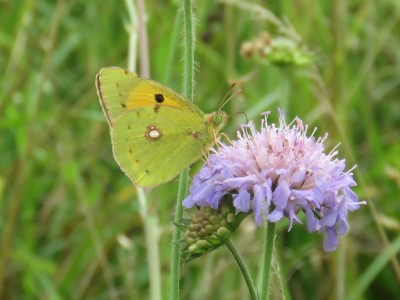 Clouded Yellow 18th August