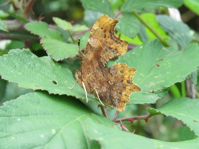 Comma (form hutchinsonii?) 6th July