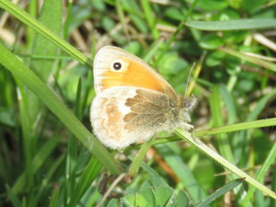 Small Heath 13th May