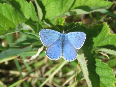 ♂ Adonis Blue 20th August