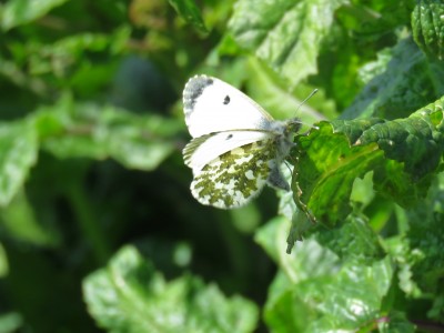 Female Orange-tip 23rd April