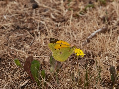 Clouded Yellow Colias croceus