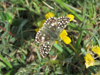 Grizzled Skipper 16th May