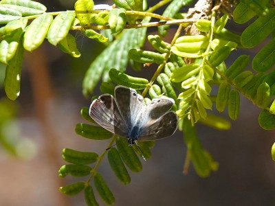 Lang’s Short-tailed Blue Leptotes pirithous Female