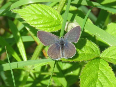 Small Blue 14th May