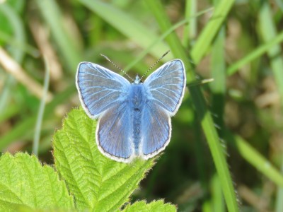 ♂ Common Blue 14th May