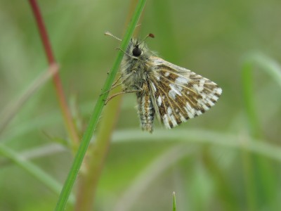 Grizzled Skipper 13th May