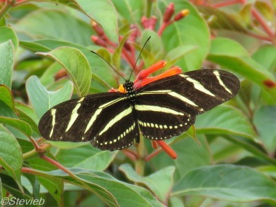 Zebra Heliconian