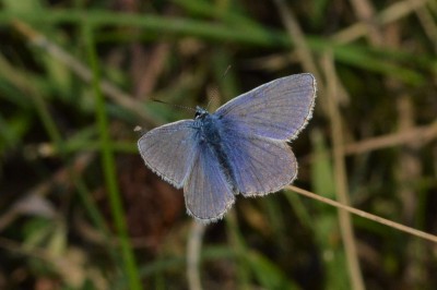 ♂ Common Blue 22nd Sept