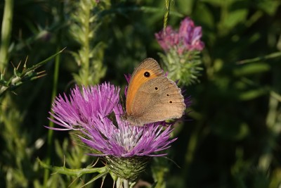 Meadow Brown