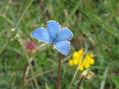 ♂ Adonis Blue 13th May