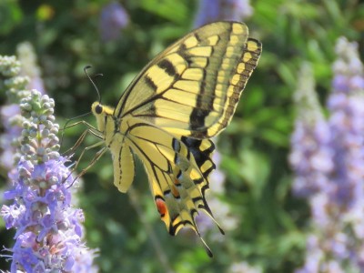 Swallowtail    Kos 27 June