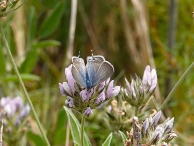 Long-tailed Blue Lampides boeticus