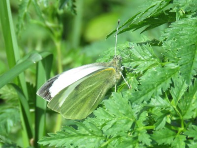 Male Large White 2nd May