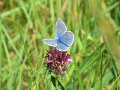 ♂ Common Blue 22nd May
