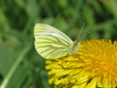 Green-veined White 24th Aril