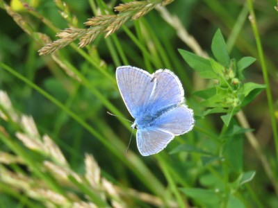 Common Blue 20th July