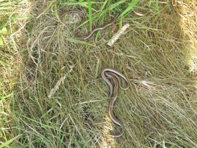 Slow worms 22nd July