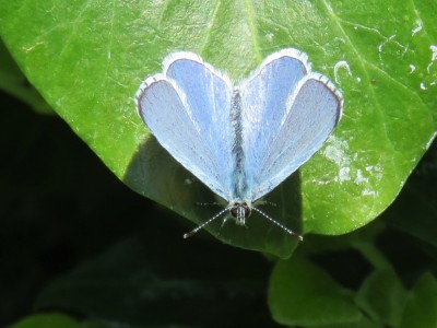 Male Holly Blue 20th April