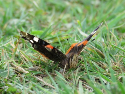 Red Admiral 17th June