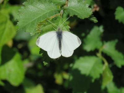 Small White 14 April