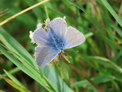 Common Blue 18th August