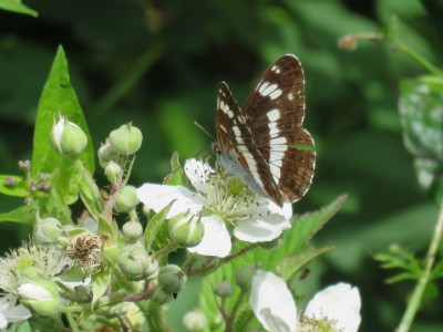 White Admiral 3rd July