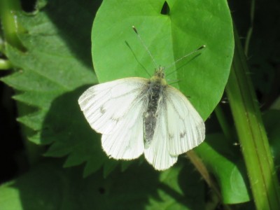Female Green-veined White 25th April