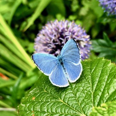 holly blue M.jpg