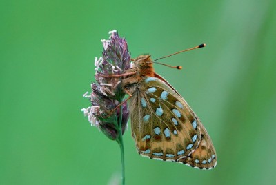 Roosting Dark Green Fritillary - Perth Scotland