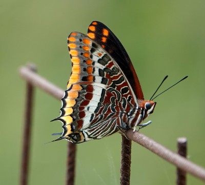 Two-tailed Pasha - Corfu