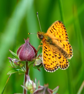 Small Pearl-bordered Fritillary - Perth Scotland