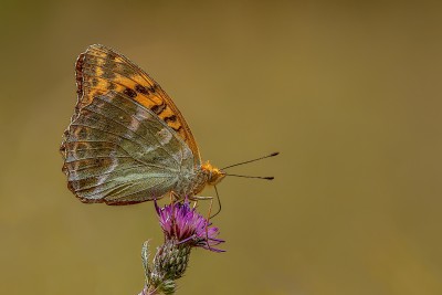 Silver-Washed Fritillary