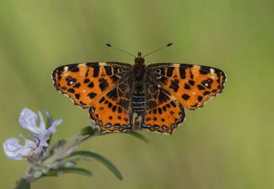 Map butterfly, Spring generation, Ariege-Pyrenees